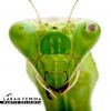 Larah Fémina - Mantis religiosa