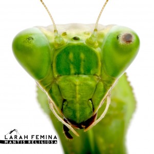 Deltantera: Larah Fémina - Mantis religiosa